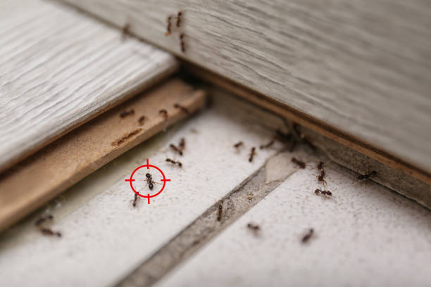 Reliable Hockinson, WA Pest Control Solutions