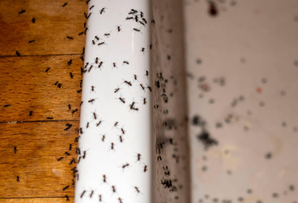 Best Flea Control Services  in Hockinson, WA