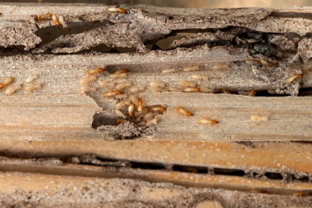 Best Local Pest Control Services  in Hockinson, WA